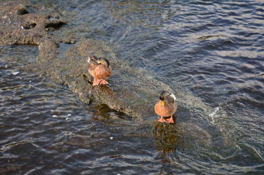 DSC_6227Mittel_.JPG